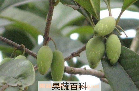 桂花果