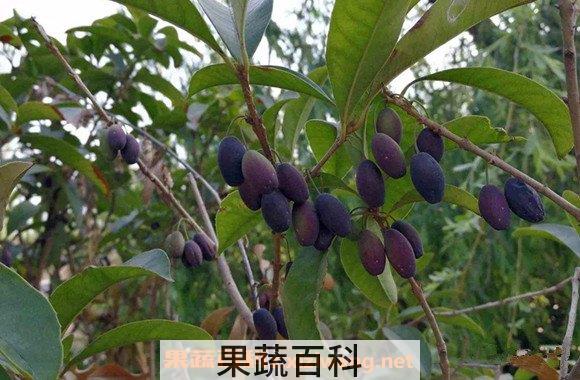 桂花果