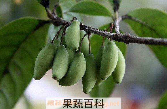 桂花果