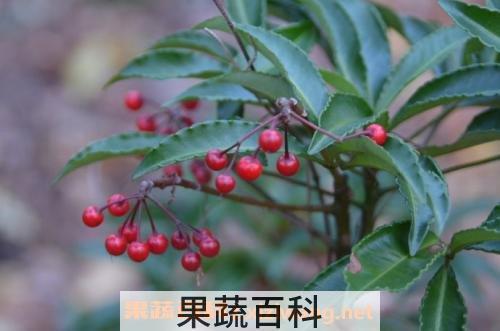 朱砂根