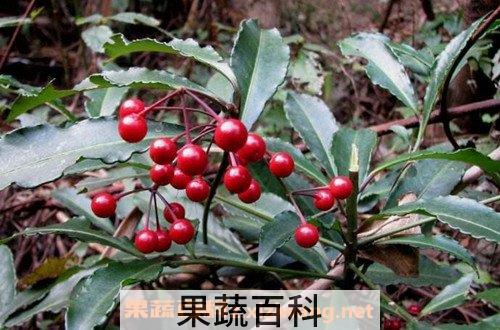 朱砂根