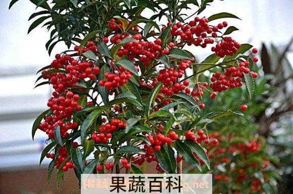 朱砂根