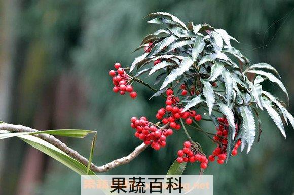 朱砂根