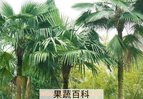棕榈树