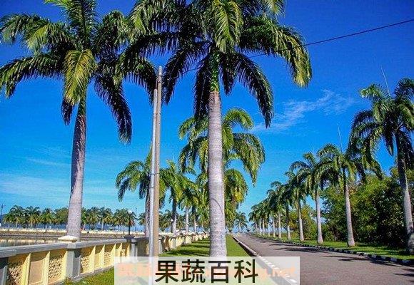 棕榈树