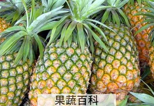 凤梨和菠萝的区别 菠萝跟凤梨有什么区别