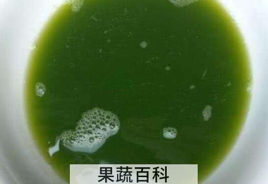 马齿苋汁的功效与作用 马齿苋汁可以直接喝吗