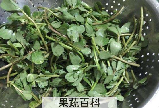 马齿苋汁的功效与作用 马齿苋汁可以直接喝吗