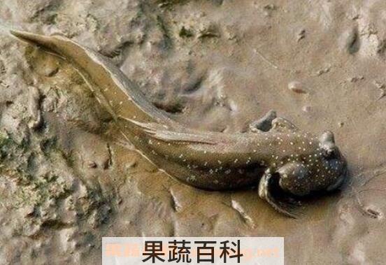 跳跳鱼的营养价值及食疗功效