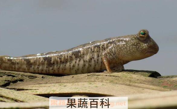 跳跳鱼的营养价值及食疗功效