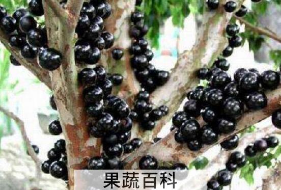 树葡萄酒的功效与作用