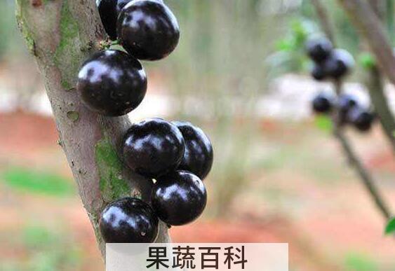 树葡萄酒的功效与作用