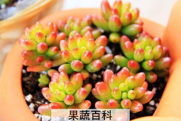 火祭