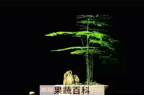 文竹