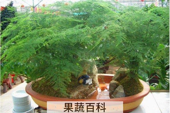 文竹