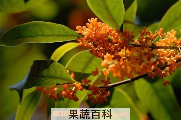 桂花果