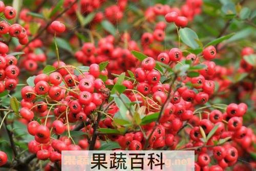 火棘
