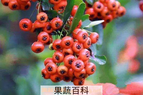 火棘