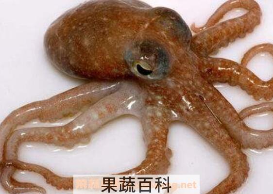 乌贼和章鱼的区别