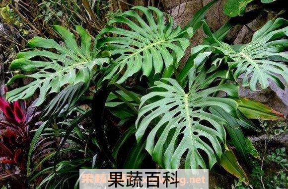 龟背竹