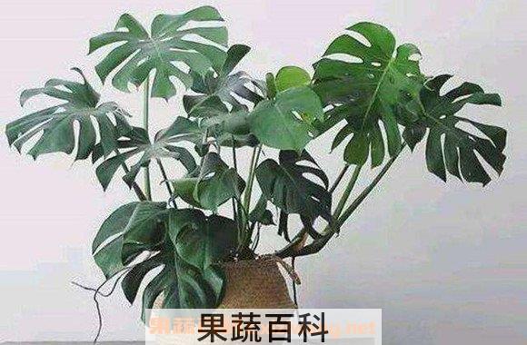 龟背竹