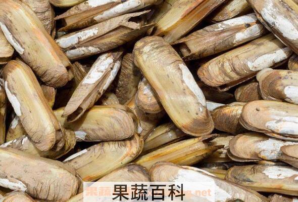 蛏子怎么洗 蛏子怎么快速去沙
