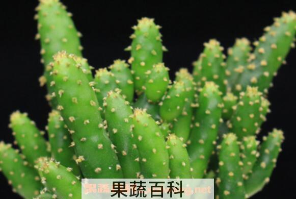 姬珊瑚怎么养 姬珊瑚如何修剪好看