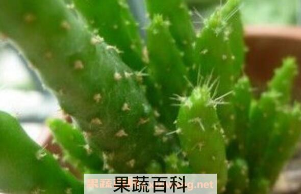 姬珊瑚怎么养 姬珊瑚如何修剪好看