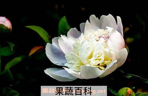 白芍药花的功效与作用