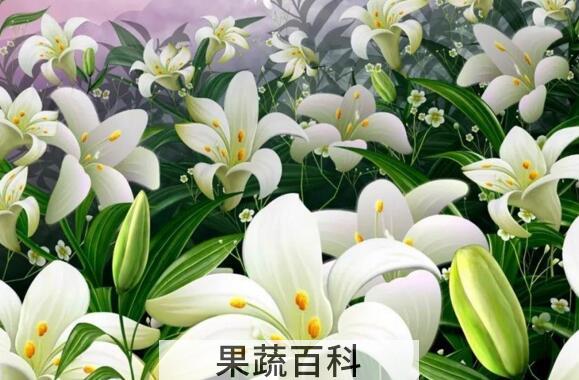 哪些人不适合吃百合 吃百合的禁忌