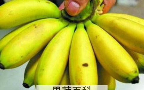 芭蕉的功效与作用 芭蕉的食用禁忌