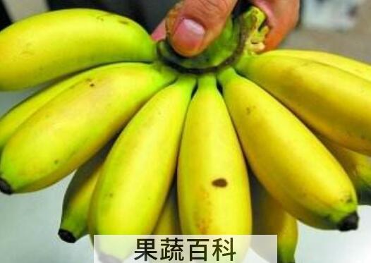 芭蕉的功效与作用 芭蕉的食用禁忌