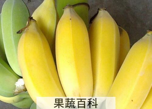 芭蕉的功效与作用 芭蕉的食用禁忌