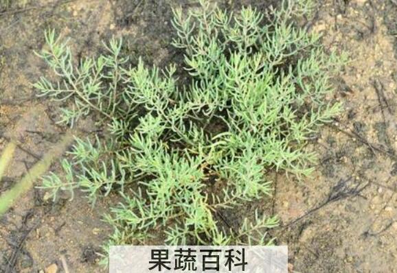 碱蓬的功效与作用 碱蓬的用途有哪些