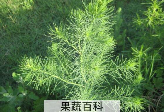 碱蓬的功效与作用 碱蓬的用途有哪些