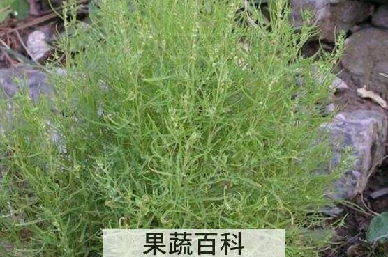 黄须菜与碱蓬菜的区别