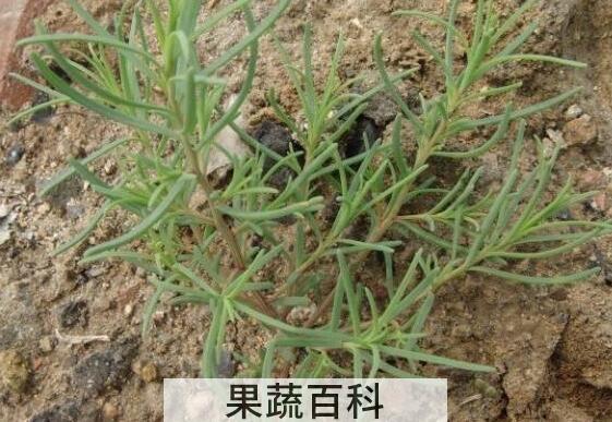 黄须菜与碱蓬菜的区别