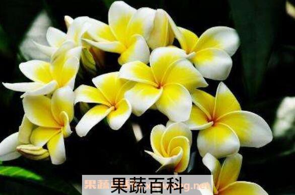 鸡蛋花的功效与作用 鸡蛋花的禁忌
