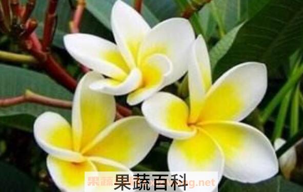 鸡蛋花的功效与作用 鸡蛋花的禁忌
