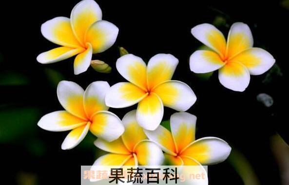 七星鸡蛋花怎么吃 七星鸡蛋花的食用方法