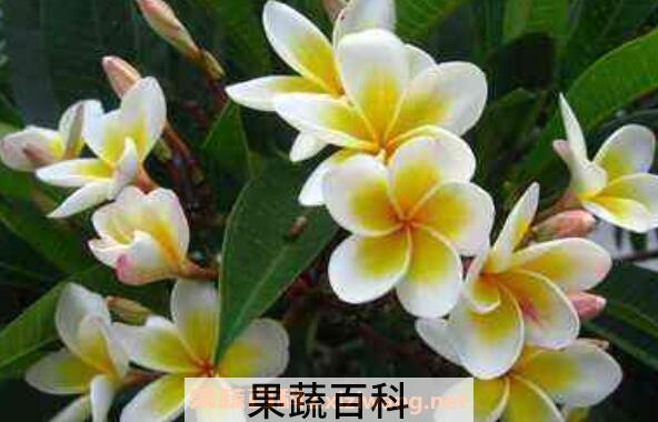 七星鸡蛋花怎么吃 七星鸡蛋花的食用方法