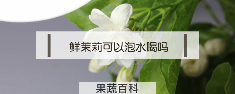鲜茉莉可以泡水喝吗
