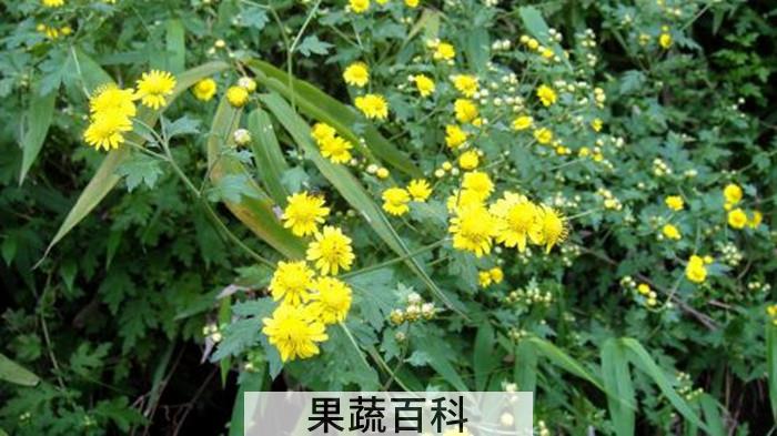 什么菊花不能泡茶