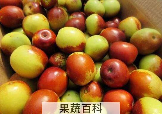 鲜枣的功效和食用禁忌