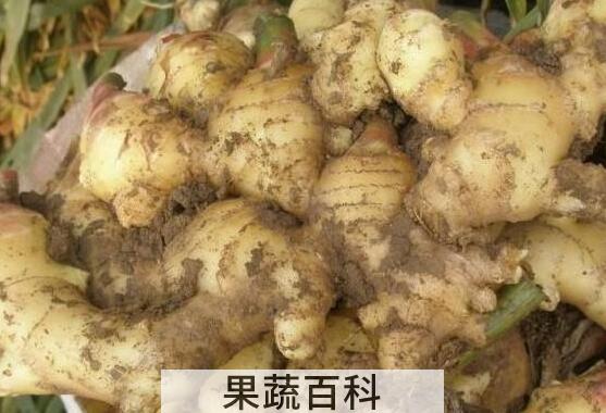 这4类人吃姜如吃砒霜