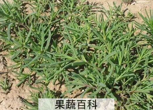 碱蓬菜的功效与作用 碱蓬菜的副作用