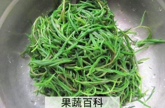 碱蓬和盐地碱蓬的区别 碱蓬的食用方法