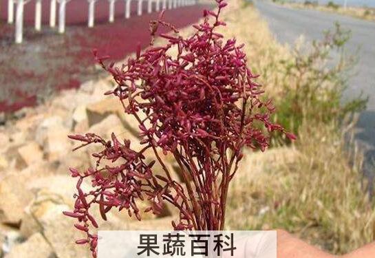 碱蓬和盐地碱蓬的区别 碱蓬的食用方法