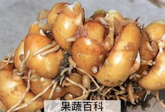 沙姜和生姜的区别 吃沙姜的好处
