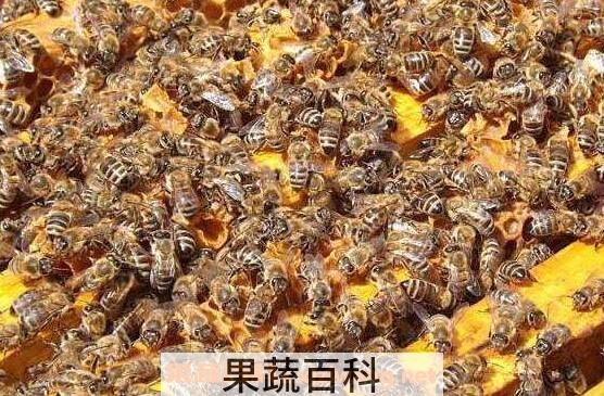 蜜蜂夏季养殖注意有哪些事项